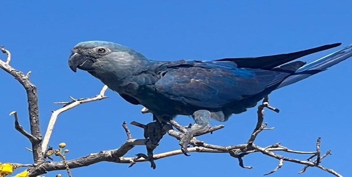 Vantara Partners with ACTP to Reintroduce 41 Extinct-in-the-Wild Spix’s Macaws in Brazil