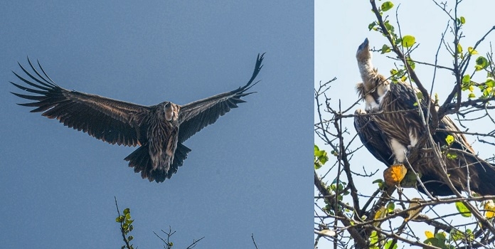 eurasian griffon vulture