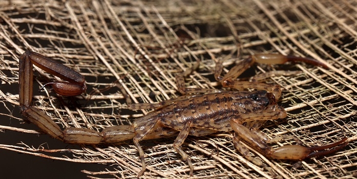 new species of scorpion