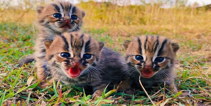 rusty spotted cat