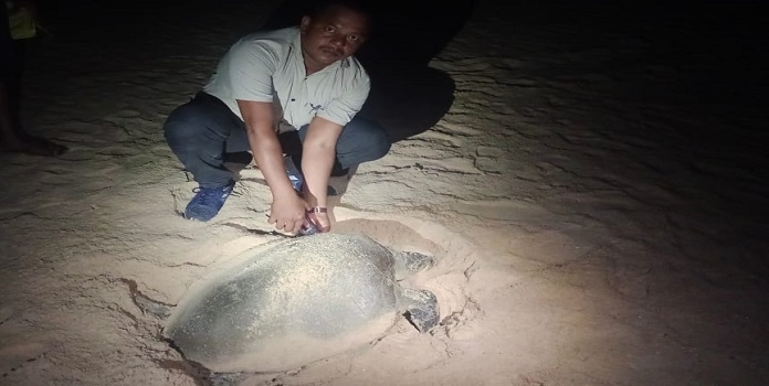 kokan sea turtle