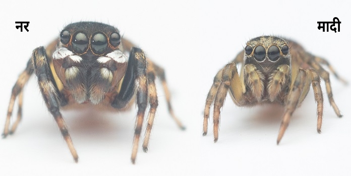 jumping spider male