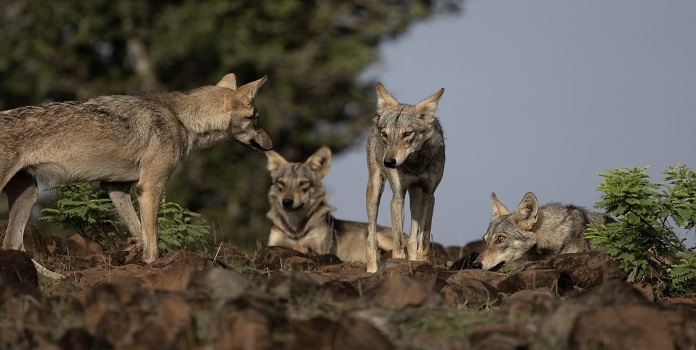 World Wildlife Day