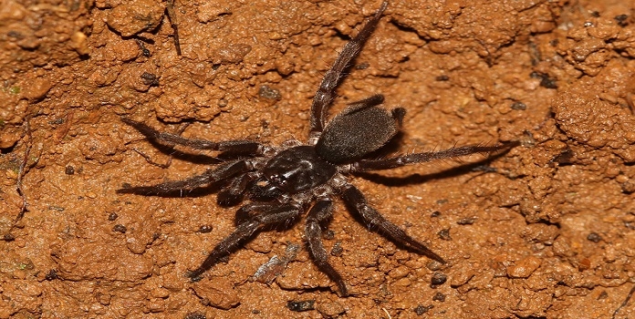 new spider species from amboli