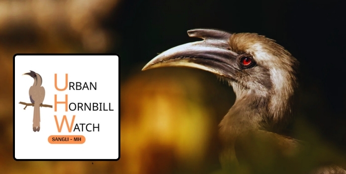 article provides information about urban hornbill watch initiative