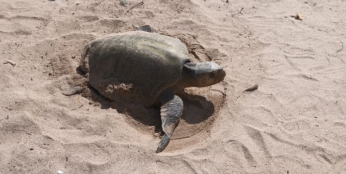 turtle nest found in kihim