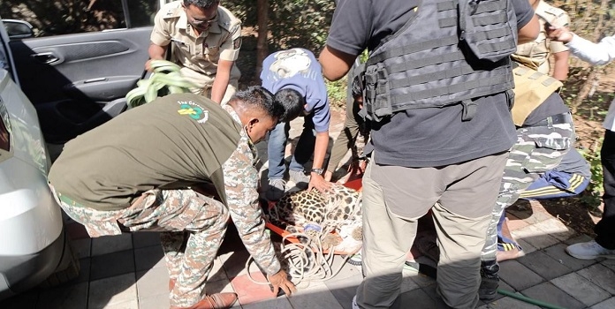 pawna lake leopard rescue