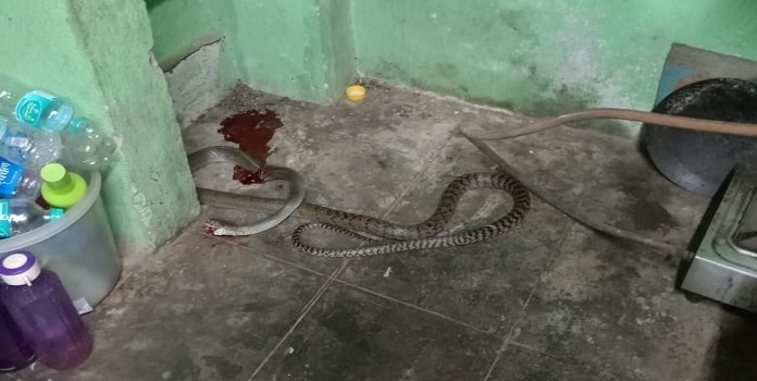  snake killing in dapoli