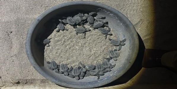 अलिबाग - किहीम किनाऱ्यावर कासवांचा पाळणा हलला; कासवांची पिल्लं समुद्रात रवाना