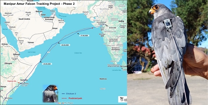 chiuluan 2 amur falcon