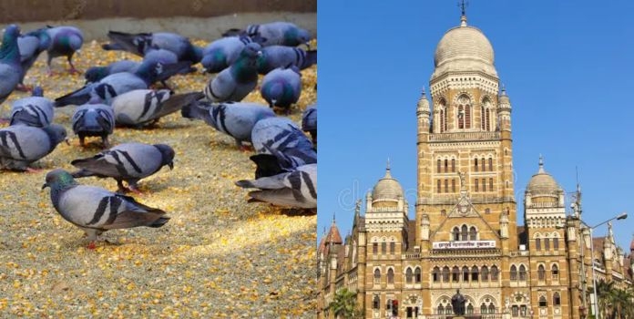feed pigeons you will be fined Rs 500 BMC Mumbai 