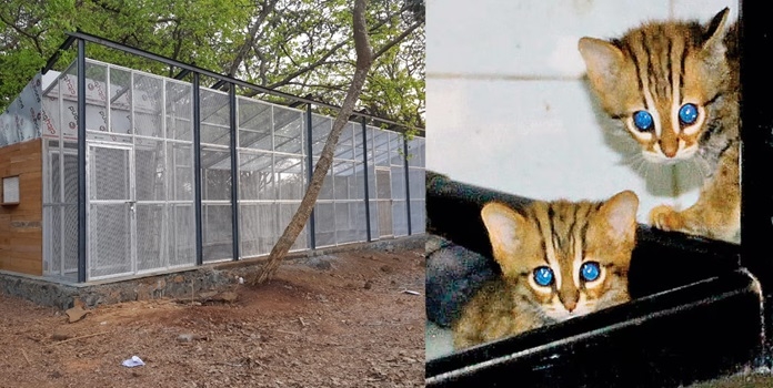 sanjay gandhi national park rusty spotted cat breeding centre