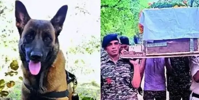 Rolo dog who campaigned against Naxalism dies in bee attack