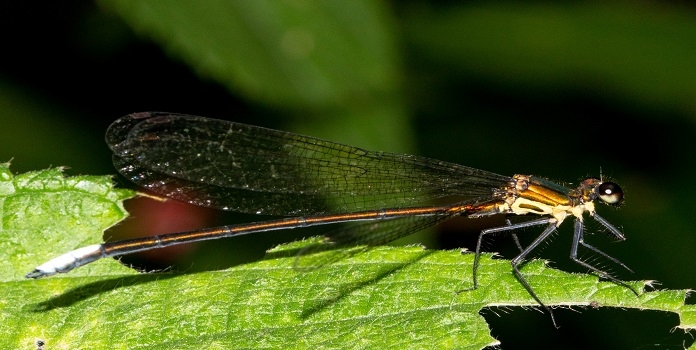 New damselfly species