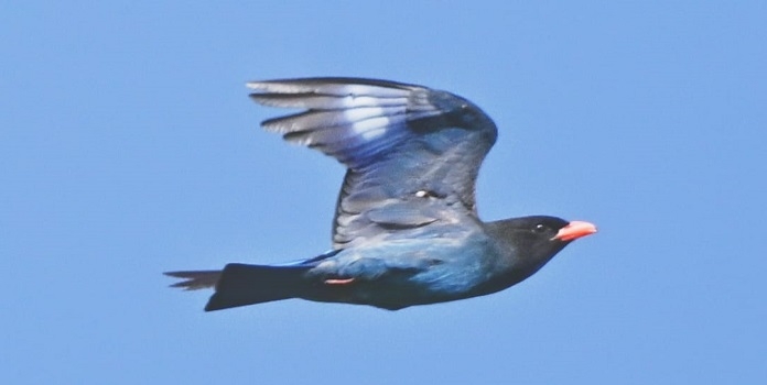 dollarbird spotted in sindhudurg
