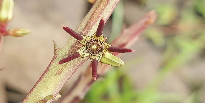Caralluma bicolor