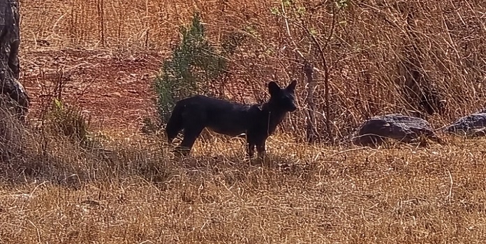 melanistic wild dog (dhole)