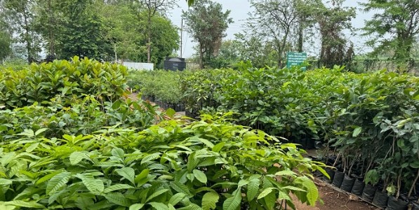 रोपे विकून शासनाला दिला साडे पाच लाख रुपयांचा महसूल; इगतपुरी सामाजिक वनीकरण विभागाचे यश