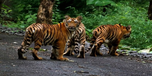 बोरिवलीच्या नॅशनल पार्कमध्ये आता वाघाच्या बछड्यांचे दर्शन