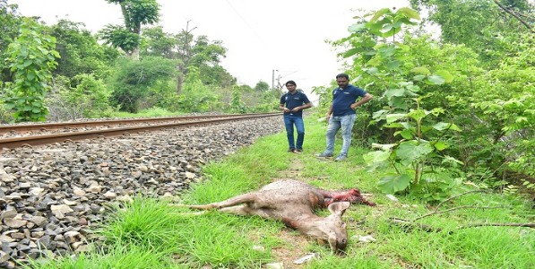 का ठरतोय बल्लारशाह-गोंदिया रेल्वे मार्ग वन्यजीवांचा मृत्यूचा सापळा ?