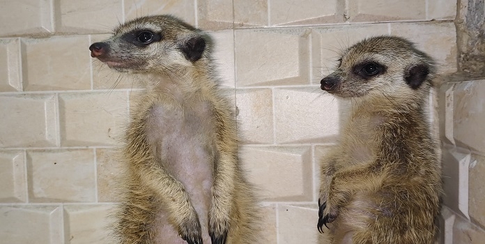 exotic wildlife seized