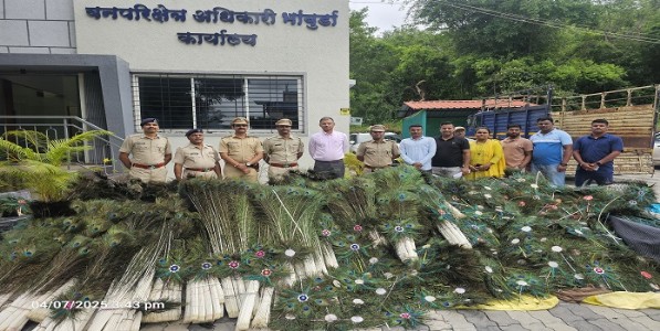 पुणे वन विभागाकडून मोराची तब्बल ५०० किलो पिसे जप्त