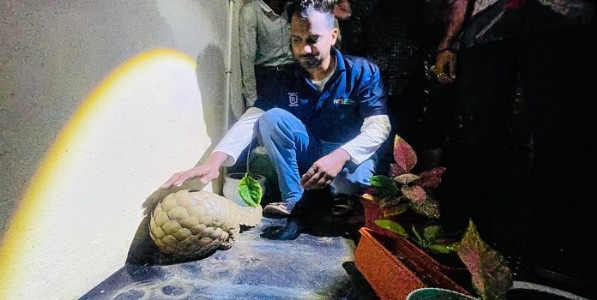 चंद्रपूर -  जोरदार पाऊस अन् घराच्या अंगणात आसऱ्याला आला खवलेधारी दुर्मीळ प्राणी 