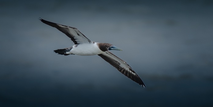 rare pelagic seabird
