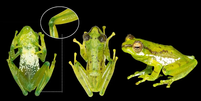 Patkai green tree frog