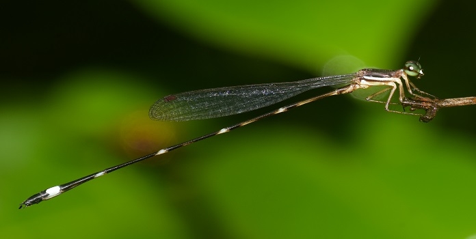 new species of damselfly