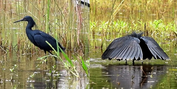 black heron first record from india