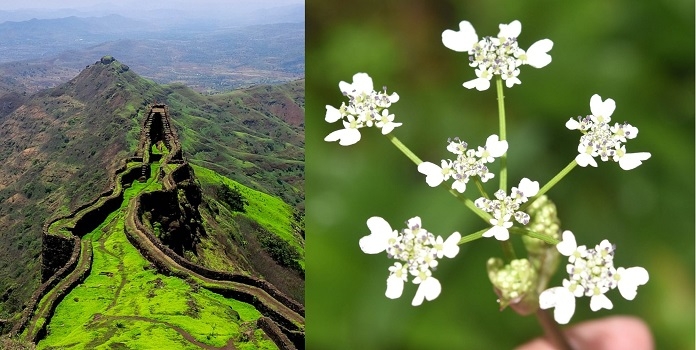 new species of pinda