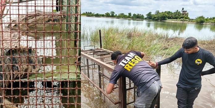 crocodile rescue