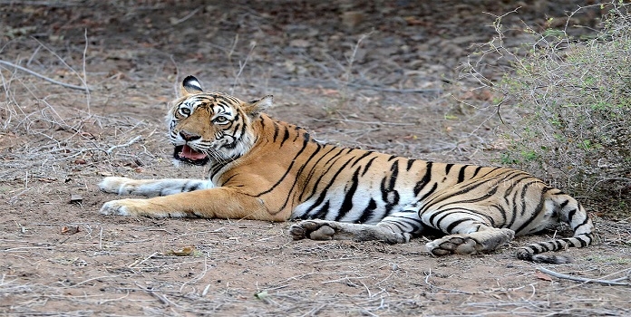 sahyadri tiger translocation