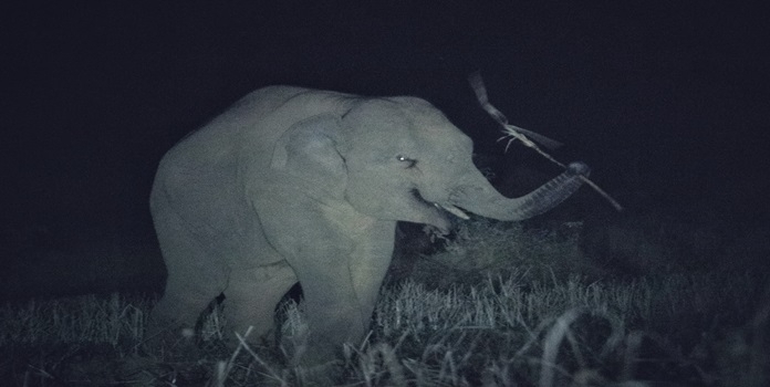 dodamarg omkar tusker