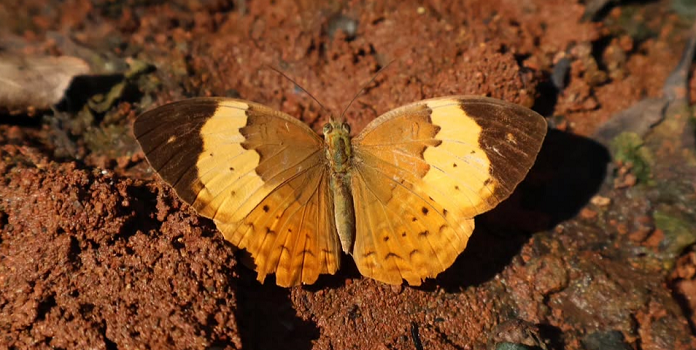 Sahyadri Rustic Butterfly