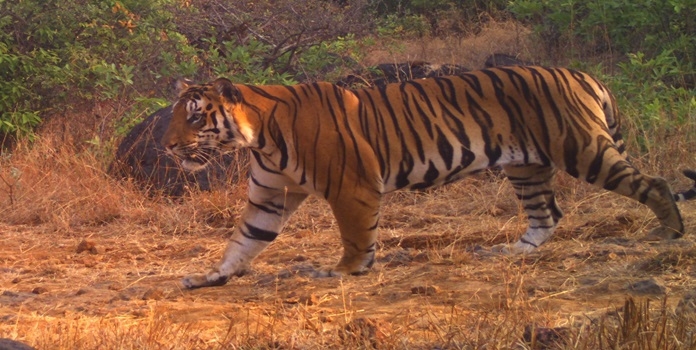 sahyadri tiger reserve, सह्याद्री व्याघ्र प्रकल्प, वाघ, सह्याद्री, छत्रपती शिवाजी महाराज