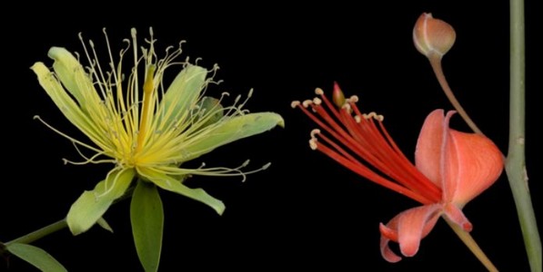 सांगलीतील बिरोबा देवाचे बन