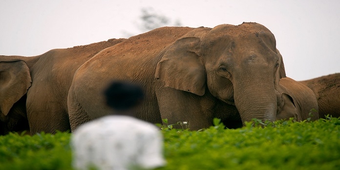 sindhudurg elephant