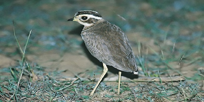 Jerdons Courser