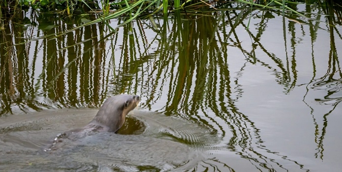 nandur madhmeshwar bird sanctuary