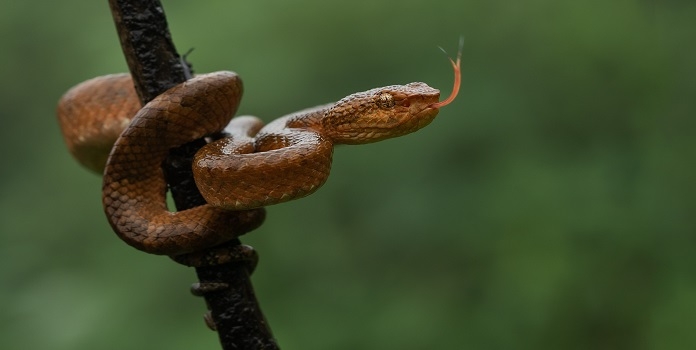 malabar pit viper