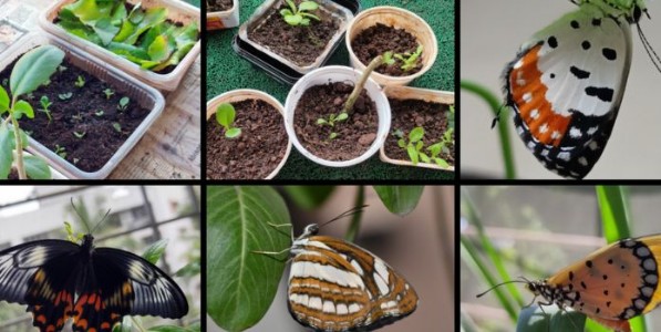 घराच्या घरी फुलपाखरांची स्वारी