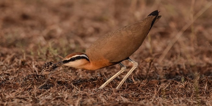indian courser bird