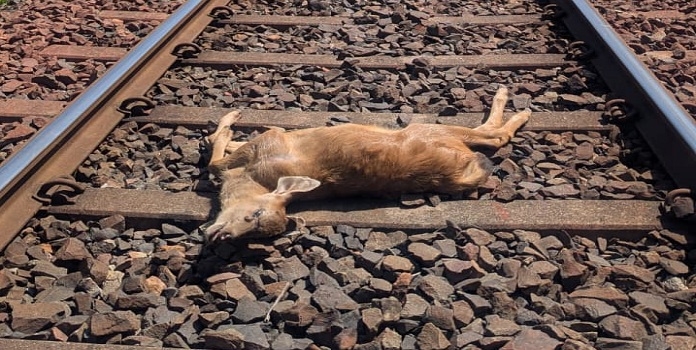 balharshah-gondia railway line