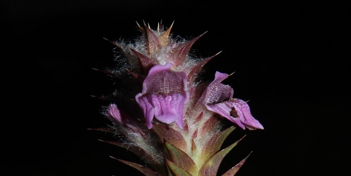 Lepidagathis Monocarpic