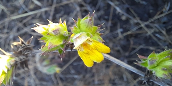 new species of lepidagathis