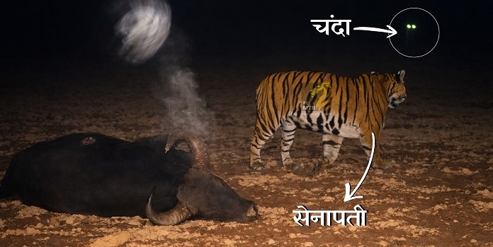 senapati chanda tiger