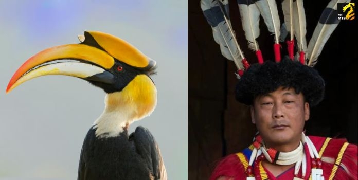 Hornbills