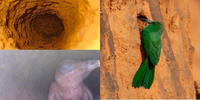 blue bearded bee eater chick